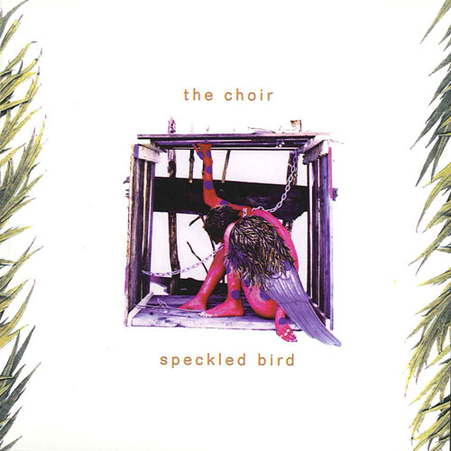The Choir Speckled Bird